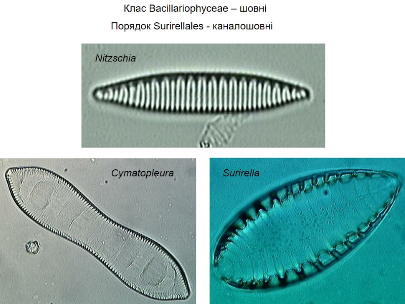 Клас Bacillariophyceae – шовні  Порядок Surirellales - каналошовні Nitzschia Cymatopleura Surirella